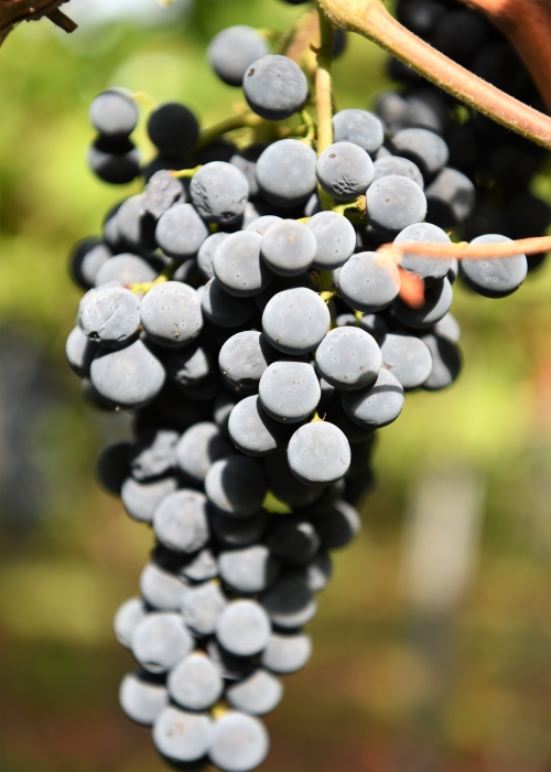 Cabernet Cortis DSC 4372